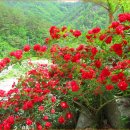 장미펜션 이미지