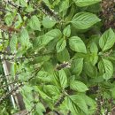 홀리 바질 (Holy Basil) 이미지