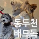 배드독 | 동두천 애견카페 배드독 미용 가능 강아지호텔 내돈내산