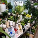산세베리아 | [까치산역 예향 식물가게 후기] 산세베리아·금전수 내돈내산! 가격까지 정리