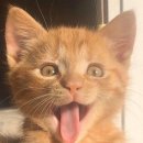 오베르망 이미지