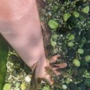 인싸피시 이미지