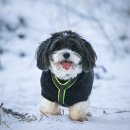 로얄애견 이미지