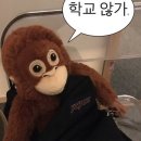 행운냥이 이미지