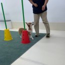 굿댕스쿨 이미지