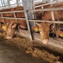 안평축산 이미지