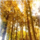 노루벌적십자생태원 | 11월 가볼만한곳 대전 노루벌적십자생태원