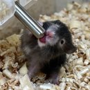 선셋 햄스터리 이미지