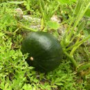 정일당강씨묘 이미지