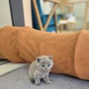 캣스토리 | 부천고양이분양 캣스토리에서 만난 브리숏과의 인연