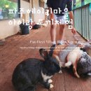 물고기마을 | 파주 헤이리마을 카페 토끼 체험 아이랑 놀거리 가족나들이 석죽재물고기나무 추천