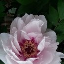 인헌동-35 이미지