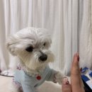 [일원3] 반려견 셀프 미용 | 강아지셀프미용 첫 도전 닉센 강아지미용가위 반려견 얼굴 다듬기