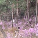 민들래민박 Daum카페