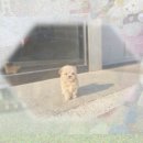 이든펫샵 | 경산 강아지분양 단모닥스훈트분양 꿈꿨지만 현실은?