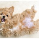 행운동물병원 이미지