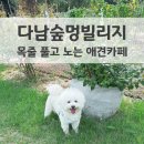 멍디저트 | 인천 계양 다남숲멍빌리지 애견카페 후기 넓은 대형 잔디운동장