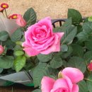 수반농장 이미지