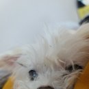 왕근갈비