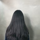 월드애견미용실 이미지