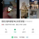 5936 | 천안고양이분양 퍼스트캣 5주년 이벤트