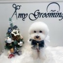 GROOMING107 | 은계지구애견미용 , 비숑 하이바 스타일 컷트 후기 [에이미그루밍]