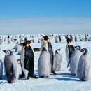 돌고래와펭귄 이미지