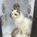 숲냥숲냥 이미지