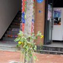 황진이 노래연습장 이미지