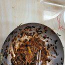 영월초등학교 | 영월 맛집 코스 추천! 영화 왕과 사는 남자 촬영지 찍고 청령포 관광 후 상동막국수 솔직후기