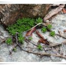 통돼지와도토리 이미지