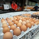 양영석농장 이미지