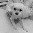 분당파크뷰 동물병원 이미지