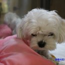 알로하 동물병원 이미지