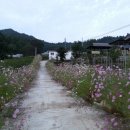 자작나무민박 이미지