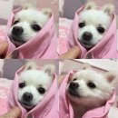 자유야채 이미지