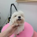 토비네 살롱 이미지