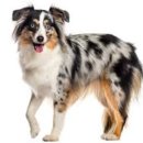 보듬펫 | 입양 전 필수! 오스트레일리안 셰퍼드 키우기 전에 꼭 알아야 할 7가지