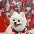 하이몽 애견미용실 이미지