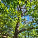 삼거리골재 | 민주지산환종주