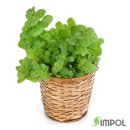 애플민트 이미지