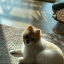 애견 미용실(도그하우스) 이미지