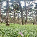 하남초(해바라기공원2) | [경주 가볼만한곳] 황성공원 맥문동 실시간 개화현황 답사 &amp; 황리단길 해바라기 꽃단지 드라이브