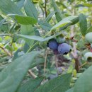 백일농장 이미지