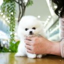 몽몽이하우스 인천연수점 이미지