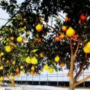 배씨농장 이미지