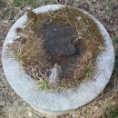 그루터기 이미지