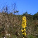 노랑고개 이미지