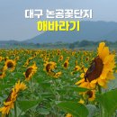 씨유논공남리점 | 대구 논공꽃단지 해바라기, 백일홍 실시간 및 주차정보