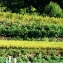 들녁의 하얀집 이미지